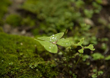 plant with water drop