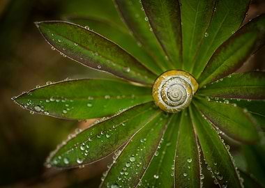 Snail Shell in the Middle