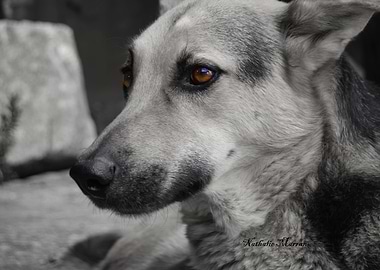 For the love of a good boy