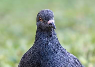 pigeon on meadow