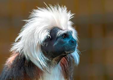 tamarin with a crown