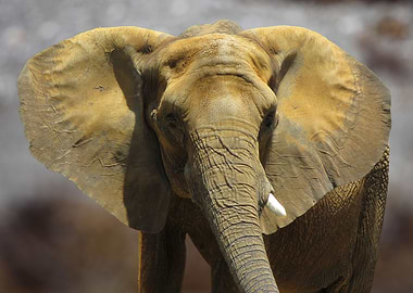 The African Elephant