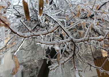 The ice covers the branche