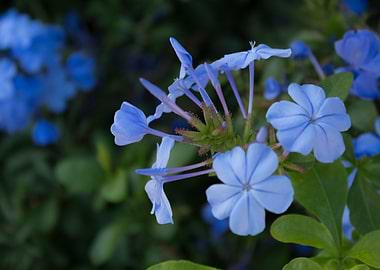 Close up of purple flowers