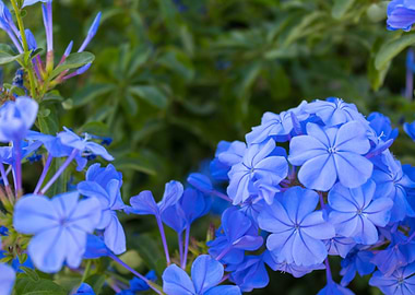 A lot of purple flowers