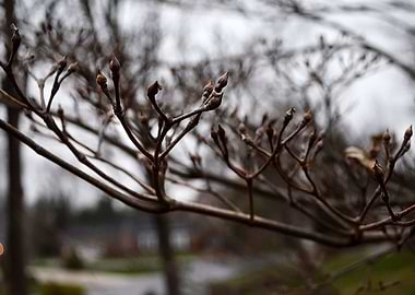 Spring Buds