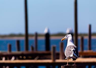 Seagull on a harbor