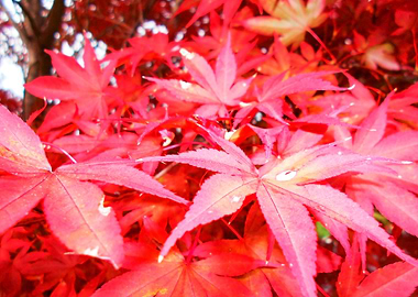 Red Leaves
