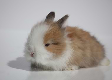 The Angora bunny
