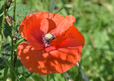 Pretty Poppy