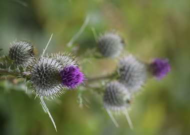 Royal Thistles