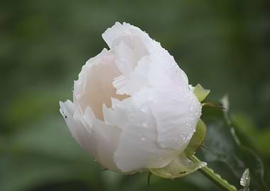 Peony White