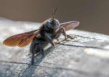 tabanidae horsefly insect