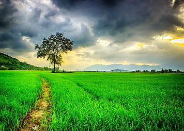 Field While Thunderstorm