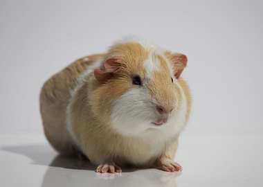 The pet Guinea Pig