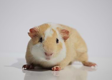 The pet Guinea Pig