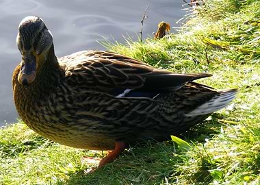 Lady Duck Digital Art