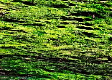 GREEN TEXTURE