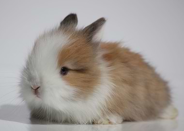 The Angora Bunny