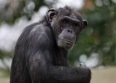 The Chimpanzee