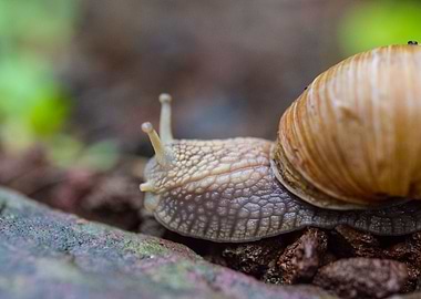 Snail