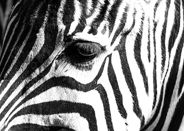 Zebras eye