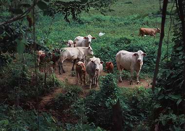Cow Livestock