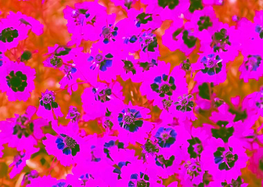 blooming pink flowers