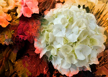 white hydrangea in bloom