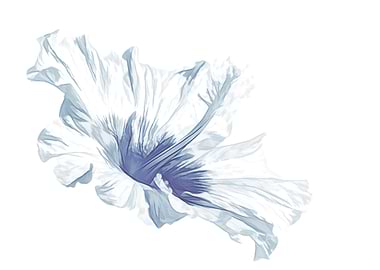 blue hibiscus on white