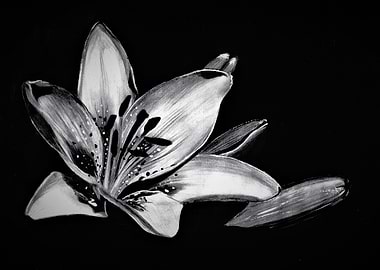 Beauty in opening up