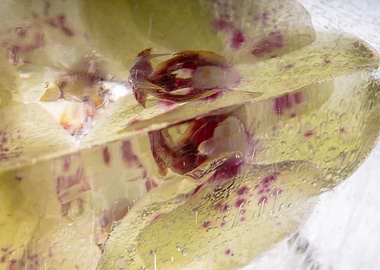 Orchidaceae in ice 4