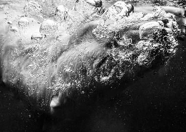 ice bear under water