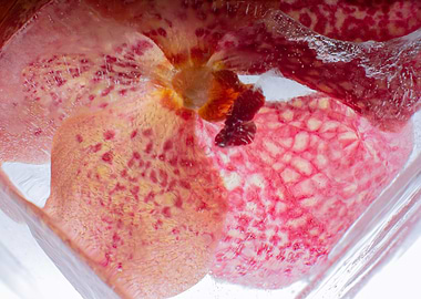 Orchidaceae in ice 2