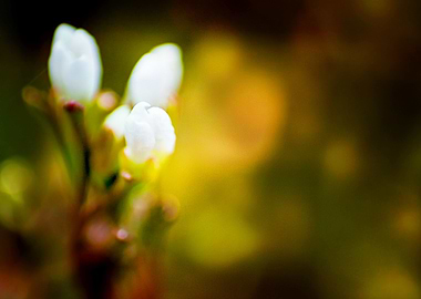 macro flowers kwiatki buds