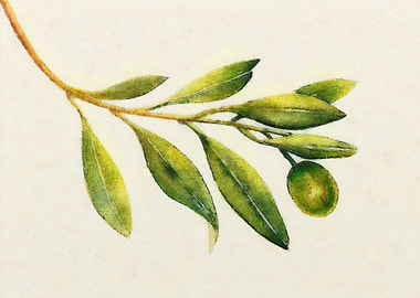 Olive branch