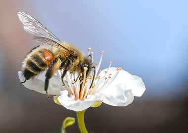 bee on flower for nectar
