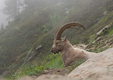 Alpine ibex