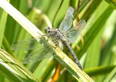 dragonfly on reed