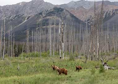 Grizzly Rockies