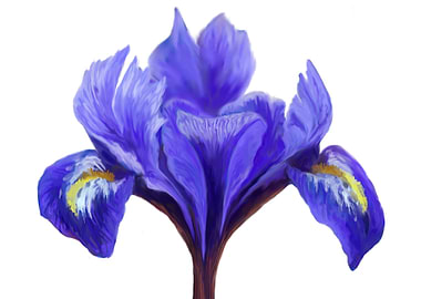 Purple Dutch Iris