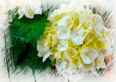 white hydrangea in bloom