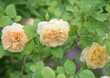 Peach Roses