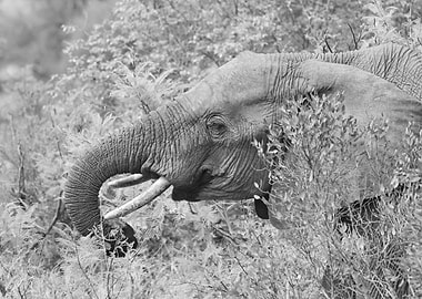 Elephant in the bush
