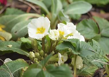 Primrose
