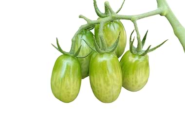 green tomato grows
