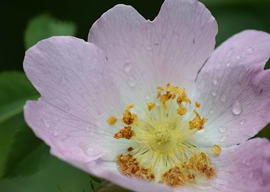 Dog Rose