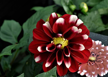 Dahlia