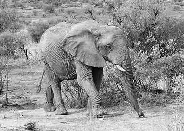 Elephant is walking