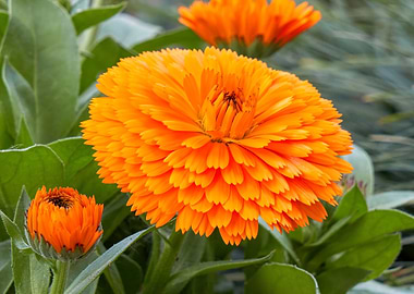 marigold in bloom